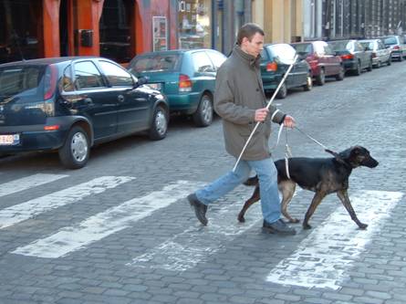 Passage piéton avec un chien